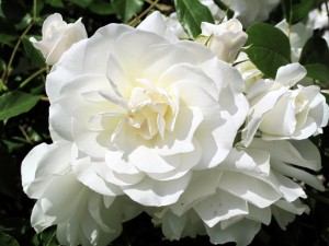 Hermosas rosas de color blanco