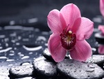 Una flor de orquídea sobre las piedras húmedas