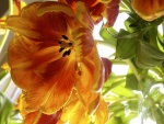 Tulipanes anaranjados