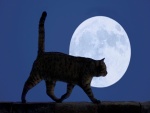 Un gato y la luna