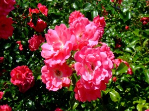 Rosas de color rosa en todo su esplendor
