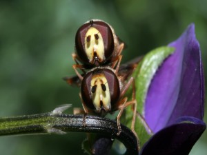 Postal: Dos extraños insectos sobre el tallo de una flor