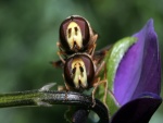 Dos extraños insectos sobre el tallo de una flor