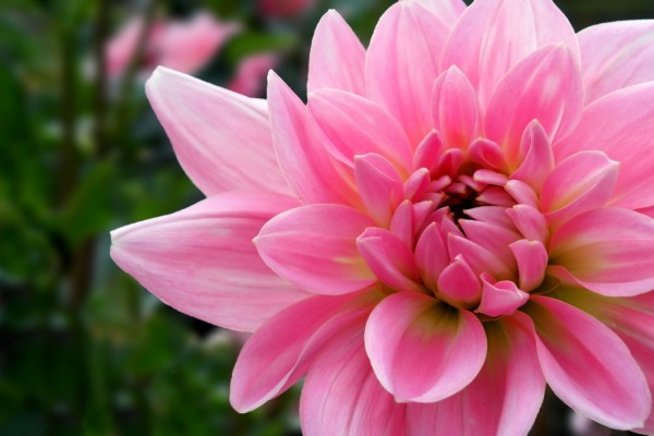 Gran flor con pétalos rosas