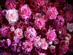 Rosas y hortensias en tonos rosas