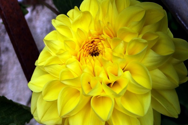 Pequeño insecto en los pétalos de la flor amarilla