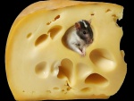 Ratoncito en el queso