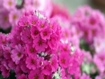 Planta con pequeñas flores de color fucsia