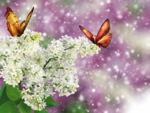 Postal: Mariposas posadas sobre unas flores blancas