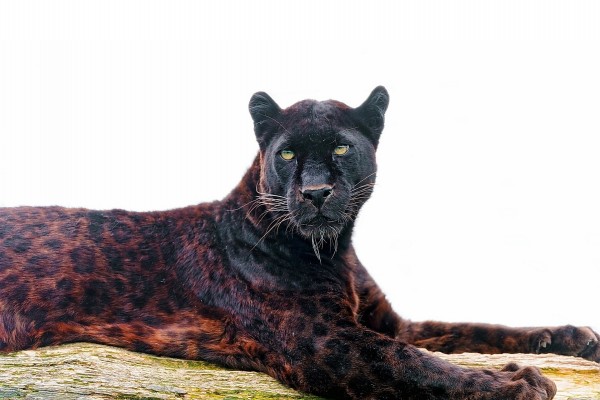 Un jaguar negro