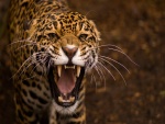 Los colmillos del Jaguar