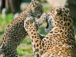 Cachorro de jaguar jugando con mamá