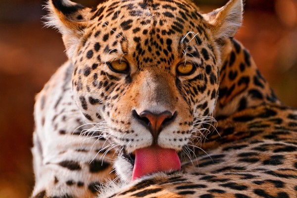 La lengua del jaguar