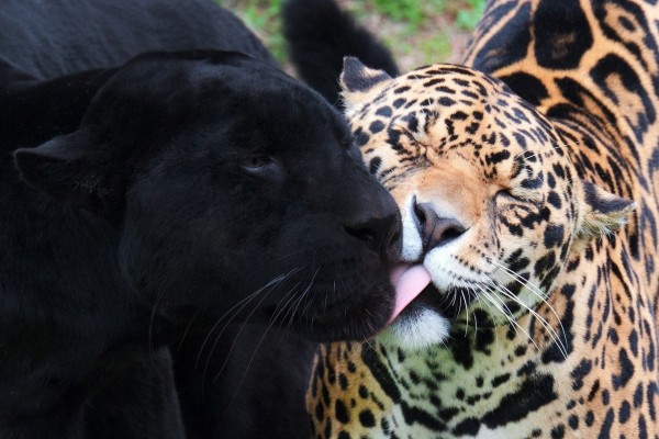 Jaguar y pantera