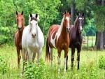 Cuatro caballos en el campo