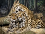 Tres jaguares