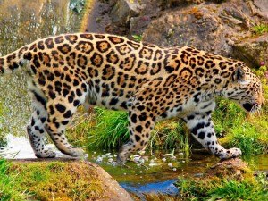 Jaguar caminando por el riachuelo