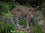 Jaguar en un zoo