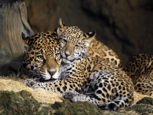 Jaguar hembra con su cachorro
