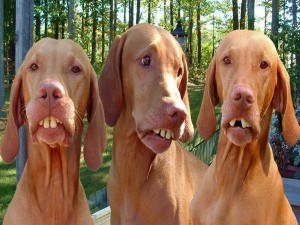 Postal: Perros con dentadura