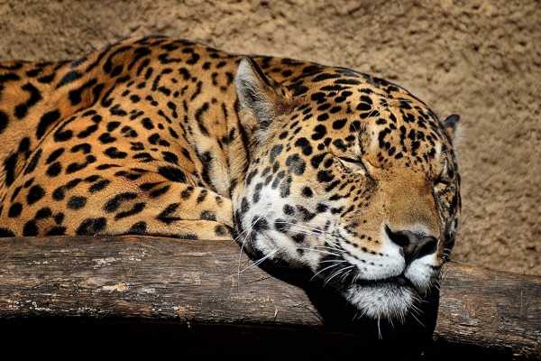 Jaguar dormido
