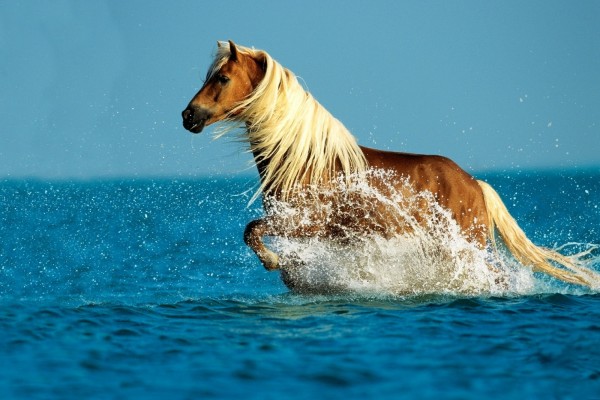 Un caballo en el mar