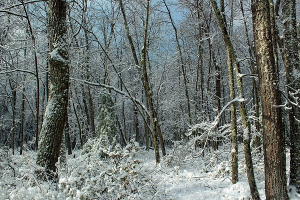 Hermoso bosque con nieve