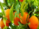 Naranjas colgadas de la rama