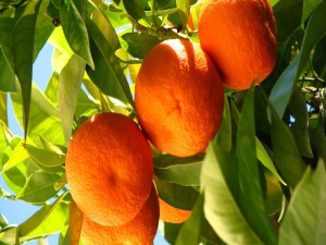 El sol ilumina las naranjas en el árbol