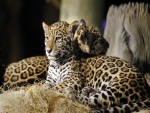 Jaguares jóvenes