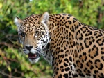 Un bonito jaguar