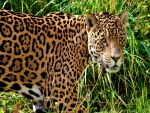 Jaguar en la hierba
