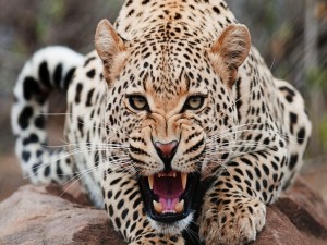 Un jaguar enfadado