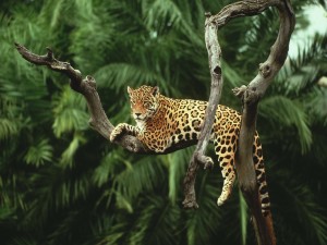 Un jaguar descansando en el árbol sin hojas