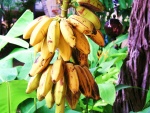 Bananas colgadas del banano