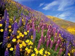 Postal: Campo con flores de bonitos colores