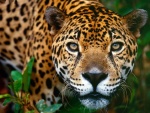 La cara de un bonito jaguar