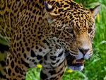 Un gran jaguar