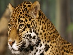 Un joven leopardo