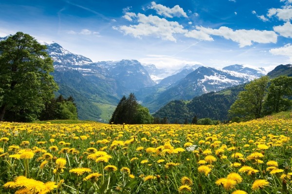 Flores amarillas y grandes montañas