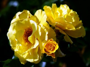 Rosas amarillas creciendo en el rosal