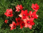 Bonitas flores rojas sobre la hierba