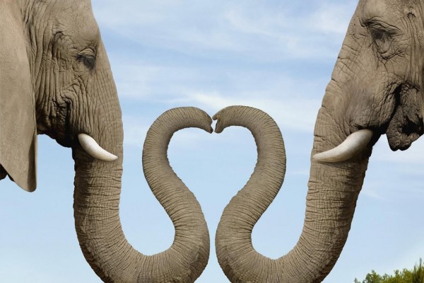 Elefantes juntando las trompas