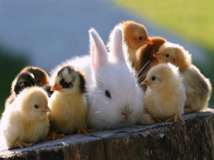 Postal: Un conejo entre pollitos