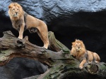Dos leones en el tronco