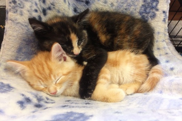 Gatitos durmiendo abrazados