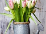 Tulipanes rosas y blancos en una regadera