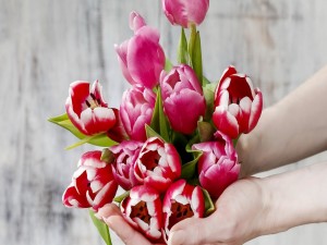 Postal: Te entrego estos tulipanes