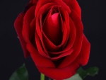 Una rosa roja con pétalos abiertos