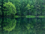 Bosque reflejado en el agua